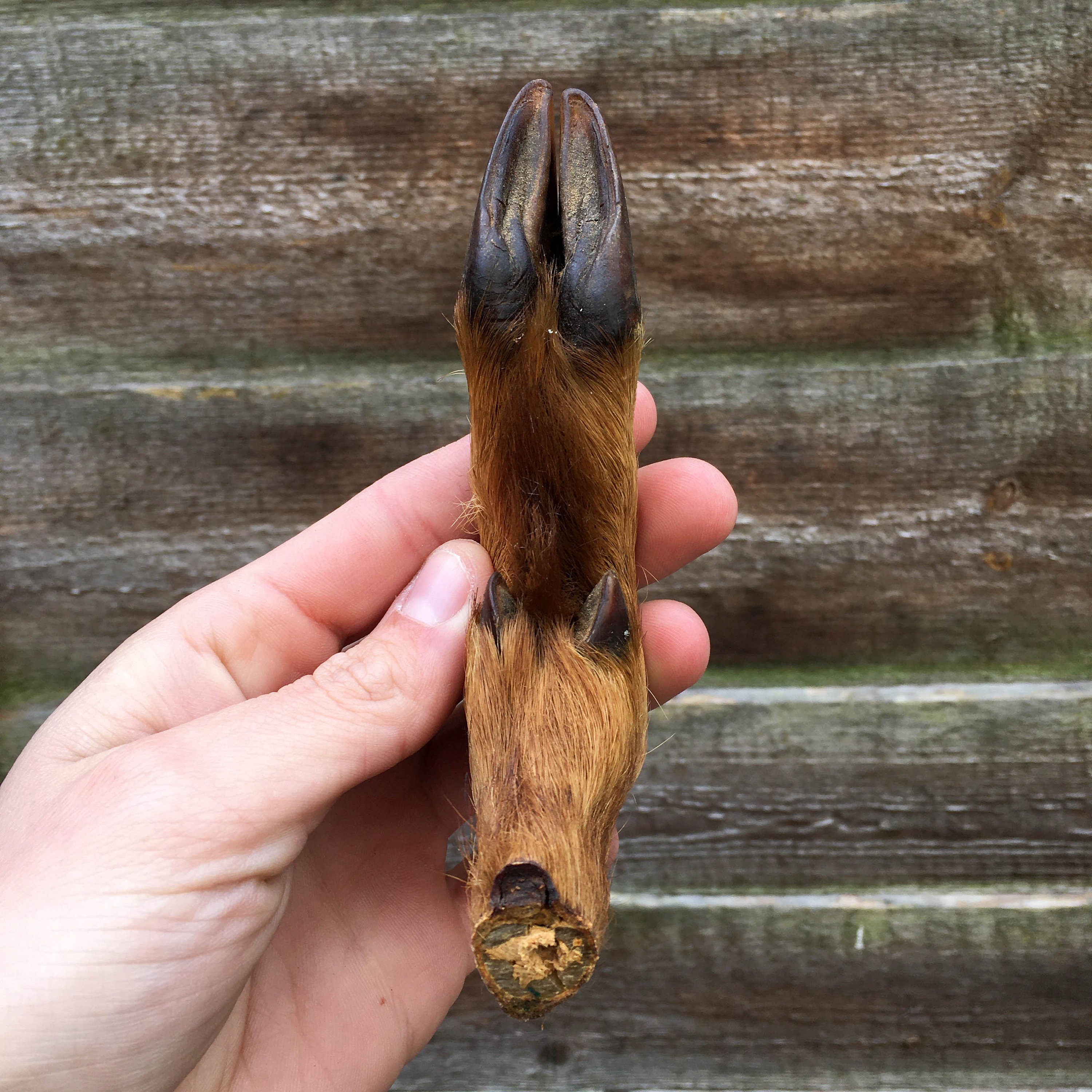 Preserved Roe Deer Hoof Foot Taxidermy Home Decor Alter Etsy