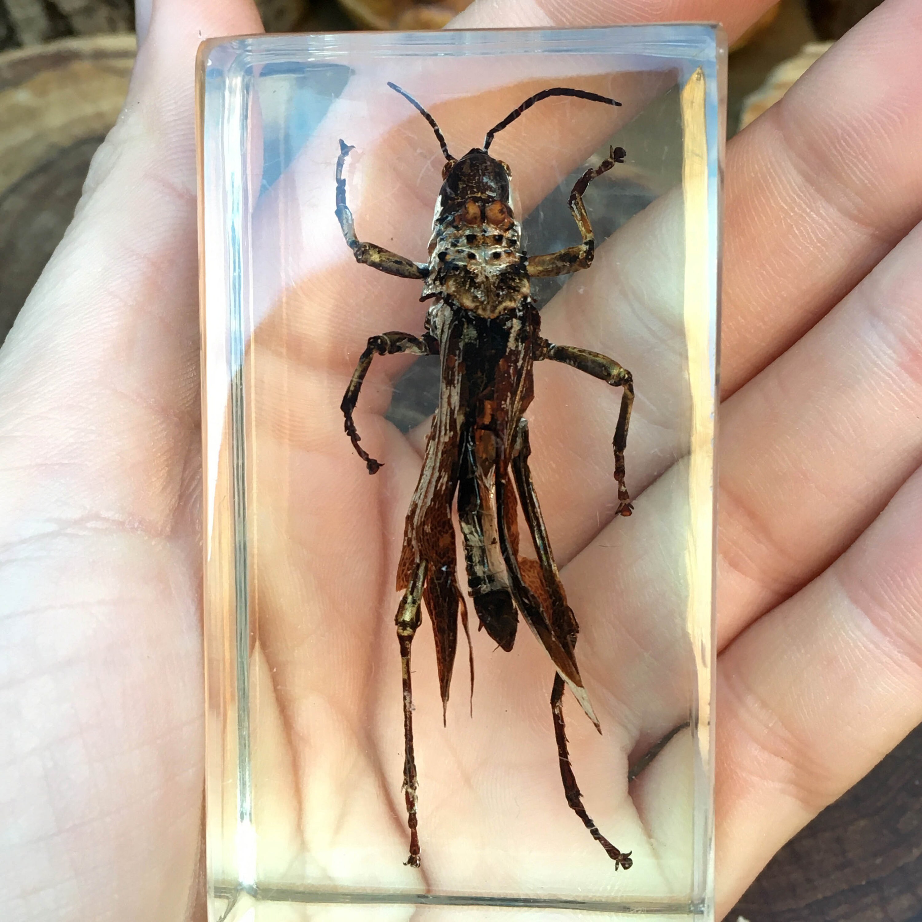 Real Preserved Unlabelled Insect Bug in Resin Taxidermy Home Etsy