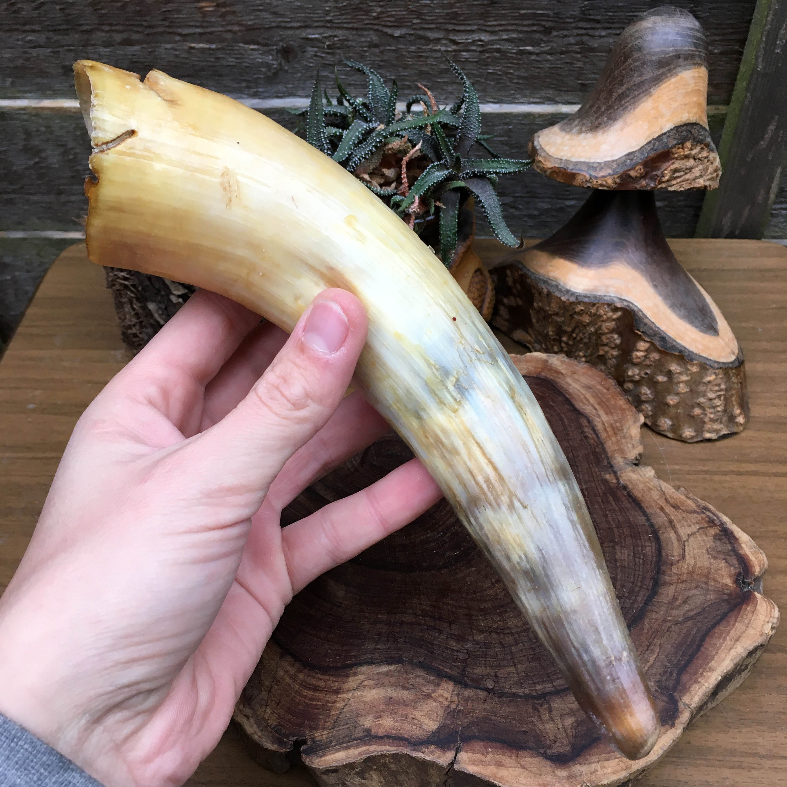 Beautifully Preserved Raw Natural Cow Horn Drinking Horn Etsy