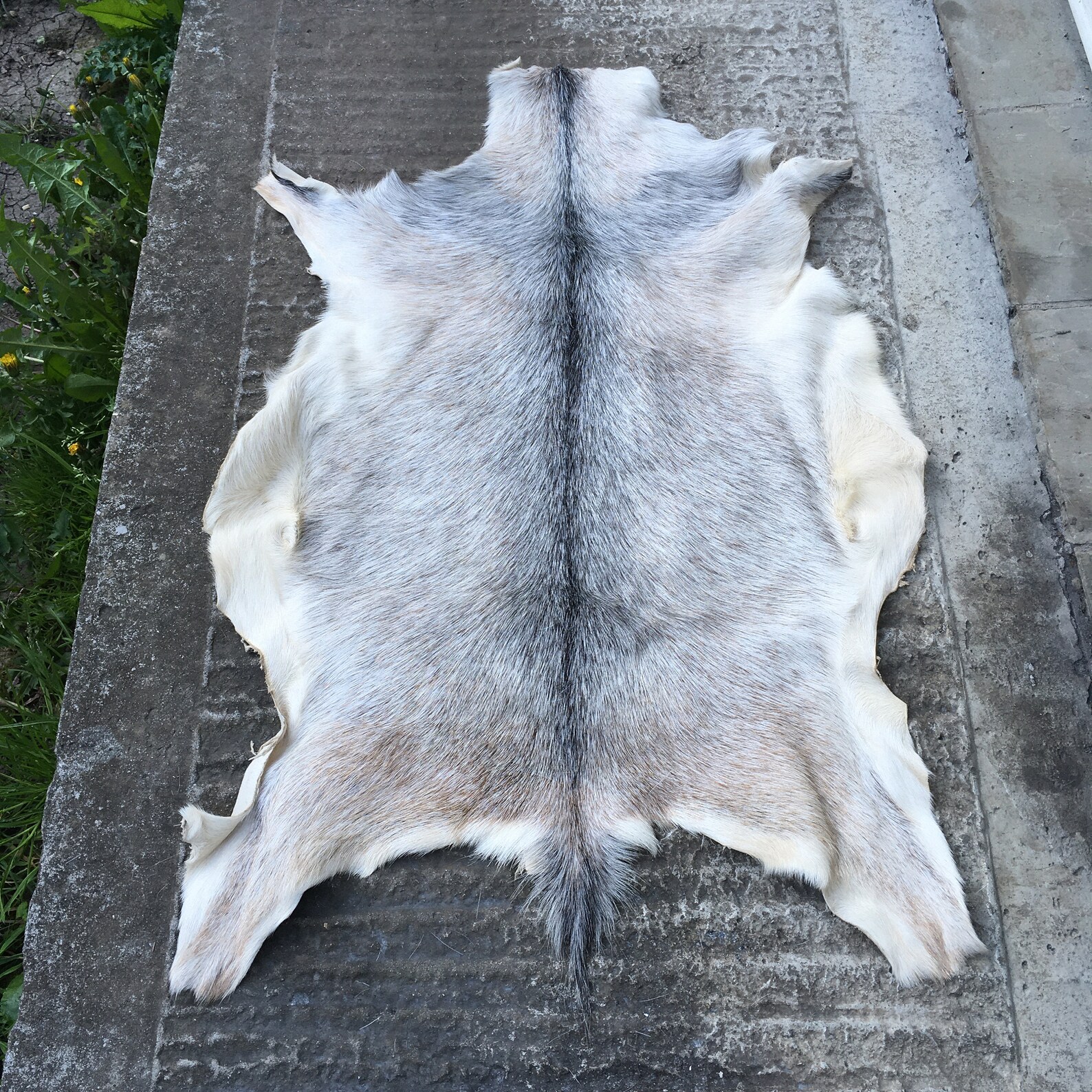 Beautiful Grey & White Goat Hide Skin Fur Pelt Taxidermy Rug Etsy