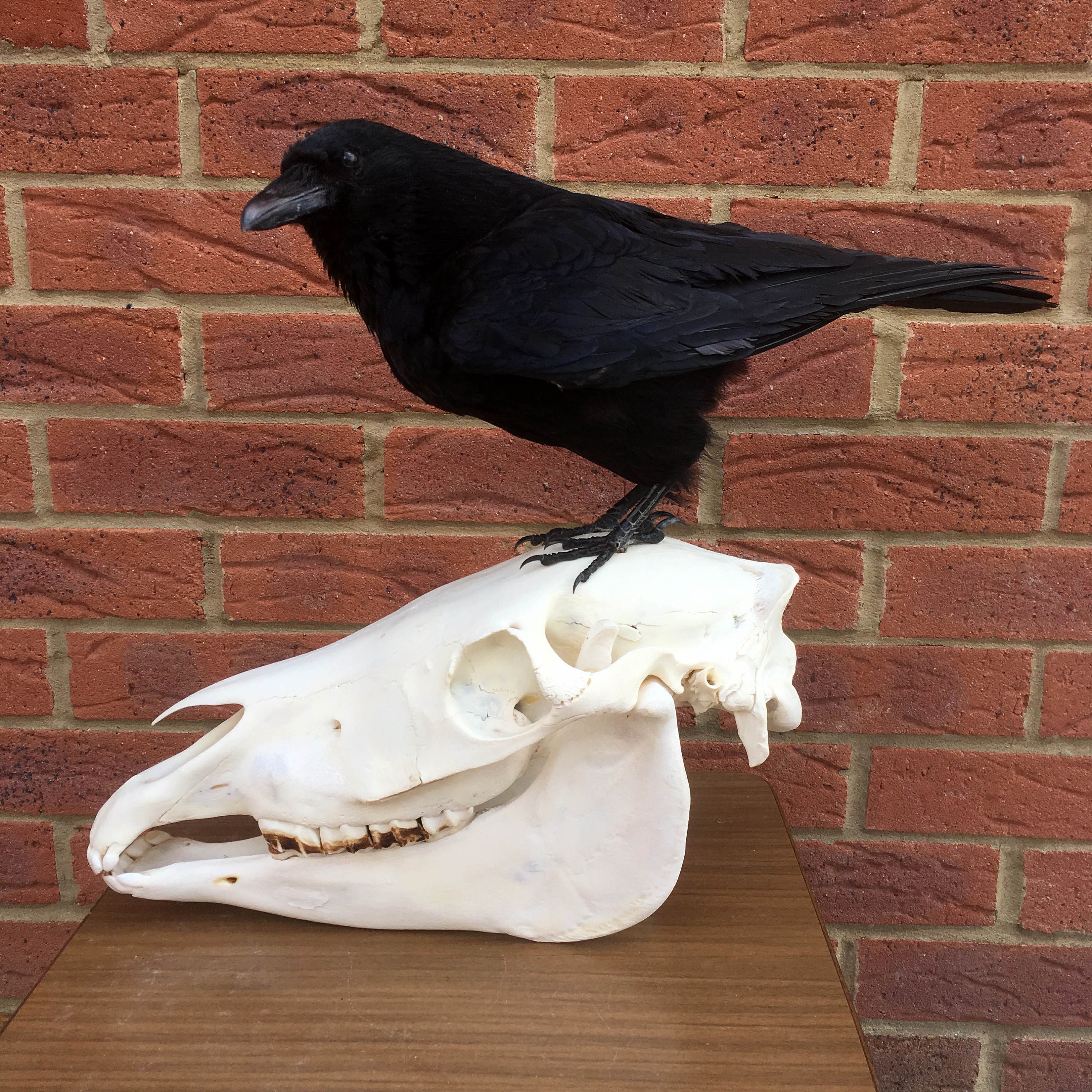 Beautifully Preserved Carrion Crow On House Skull Bones Etsy