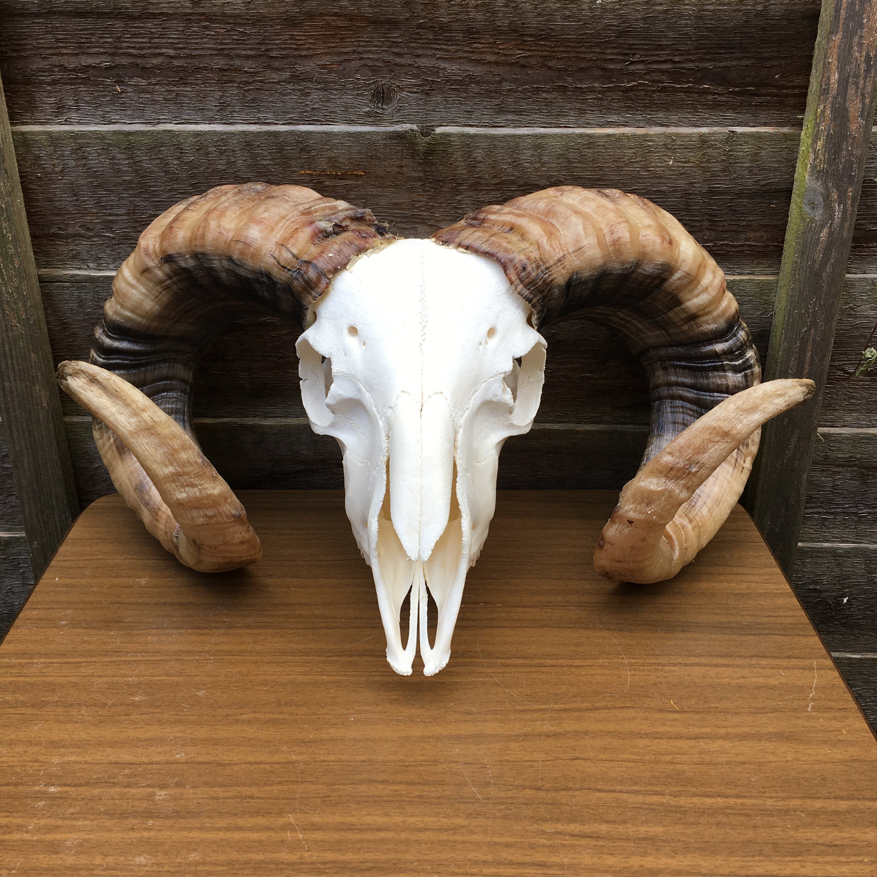 sheep skull for sale Compare 84 second hand ads