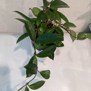 Hoya Collection: Hoya Carnosa