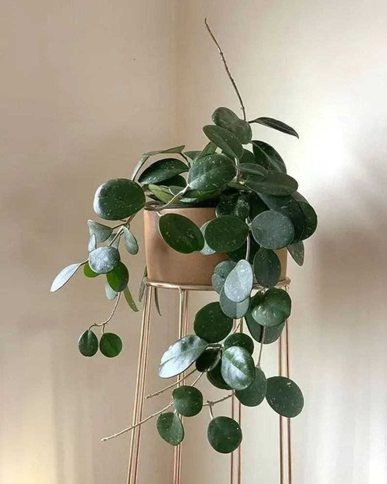 SVELAN Hoya Obovata Plant - Thumbnail 4