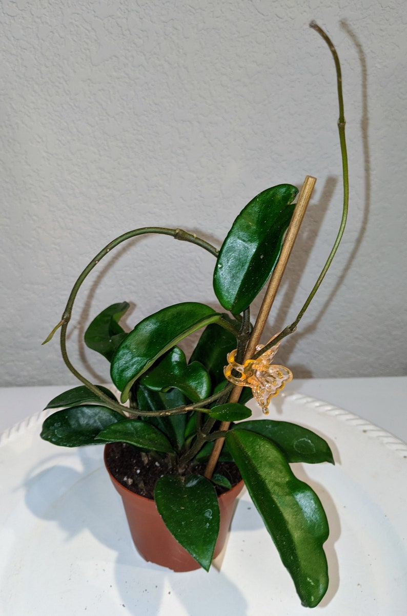 Hoya Carnosa Green live plant Etsy