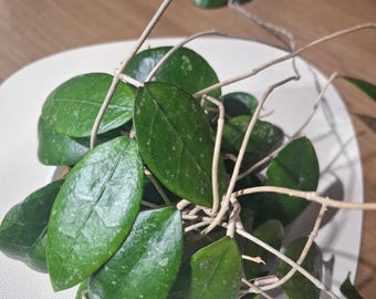 Glabra Alex (hoya) / Phyto Cer. (random) - Etsy