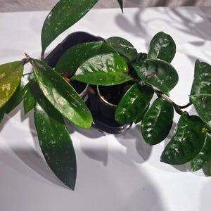 Hoya Collection duo (2 plants, hoya rubra, carnosa varieties)