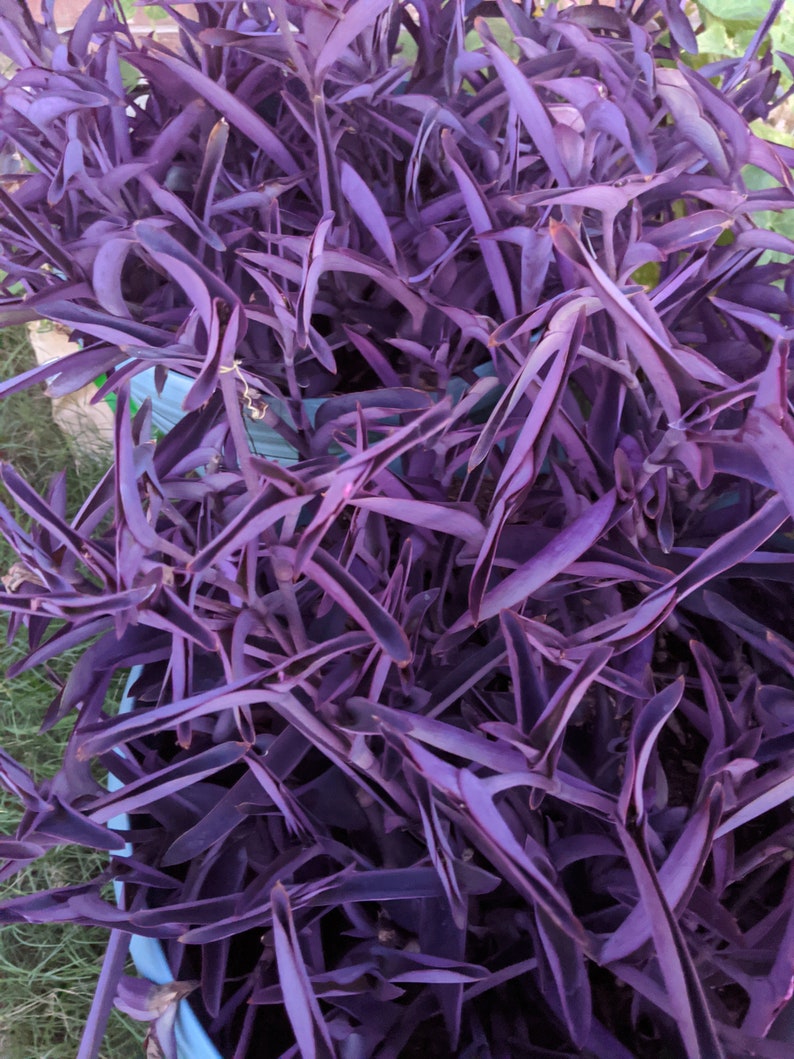 Tradescantia Purple Queen Wandering Jew plant Etsy