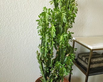 Milk‐tree♡ Green Milk Tree 6 Inch Euphorbia Trigona African Milktree