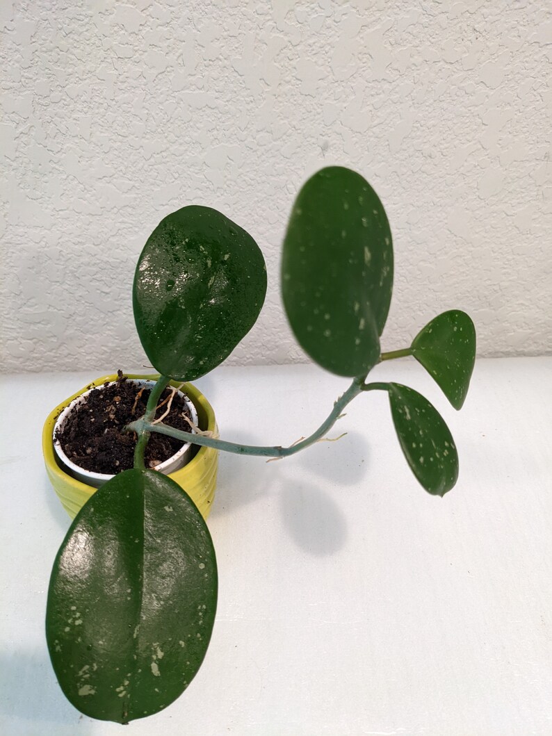 SVELAN Hoya Obovata Plant - Thumbnail 5