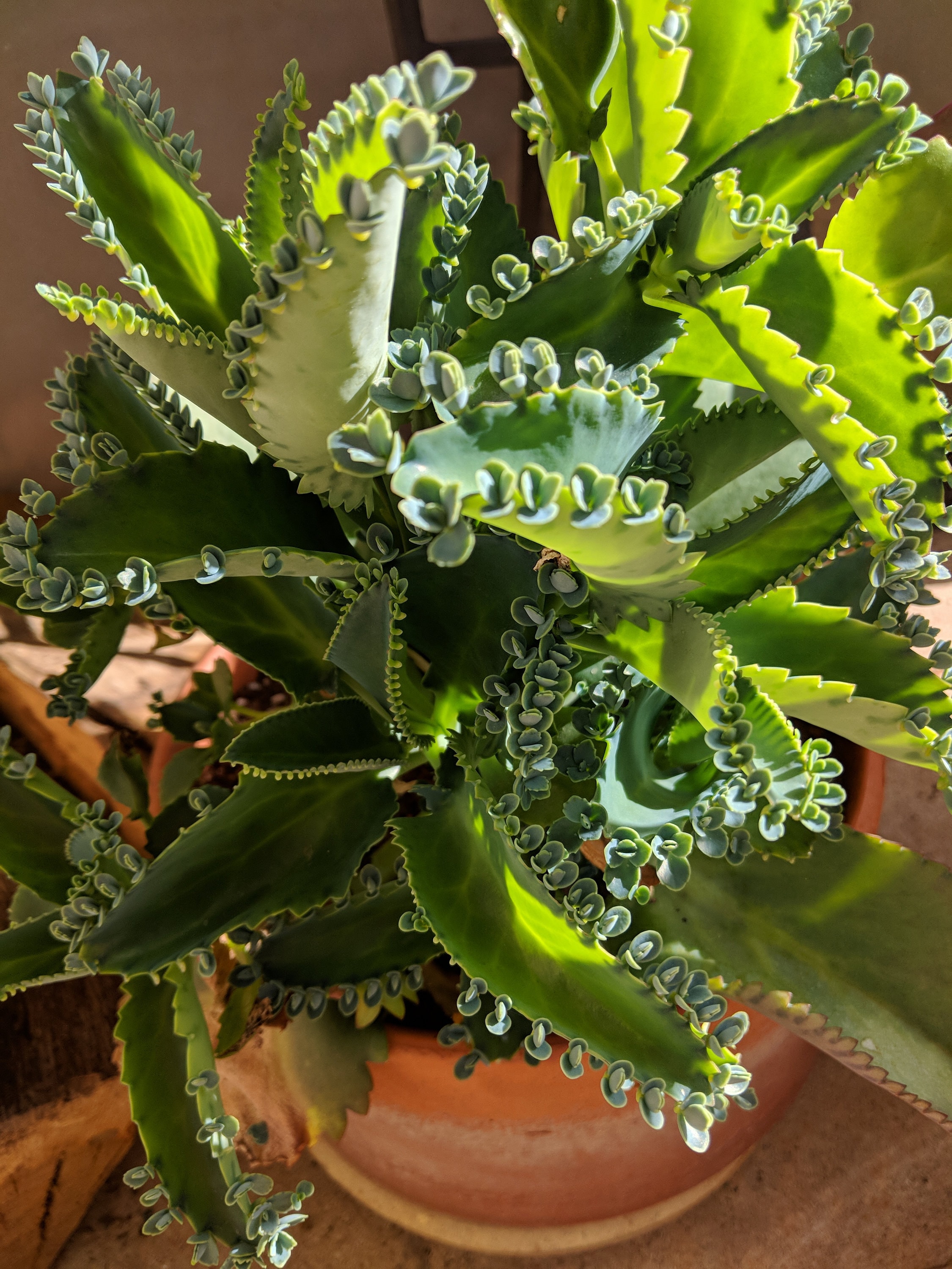 mother of millions-mother of thousands-mexican hat - etsy norway