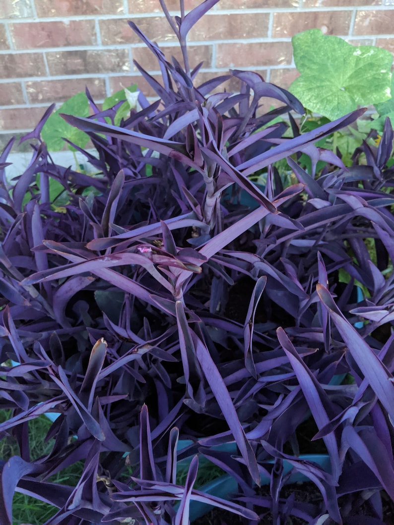 Tradescantia Purple Queen Wandering Jew Plant Etsy
