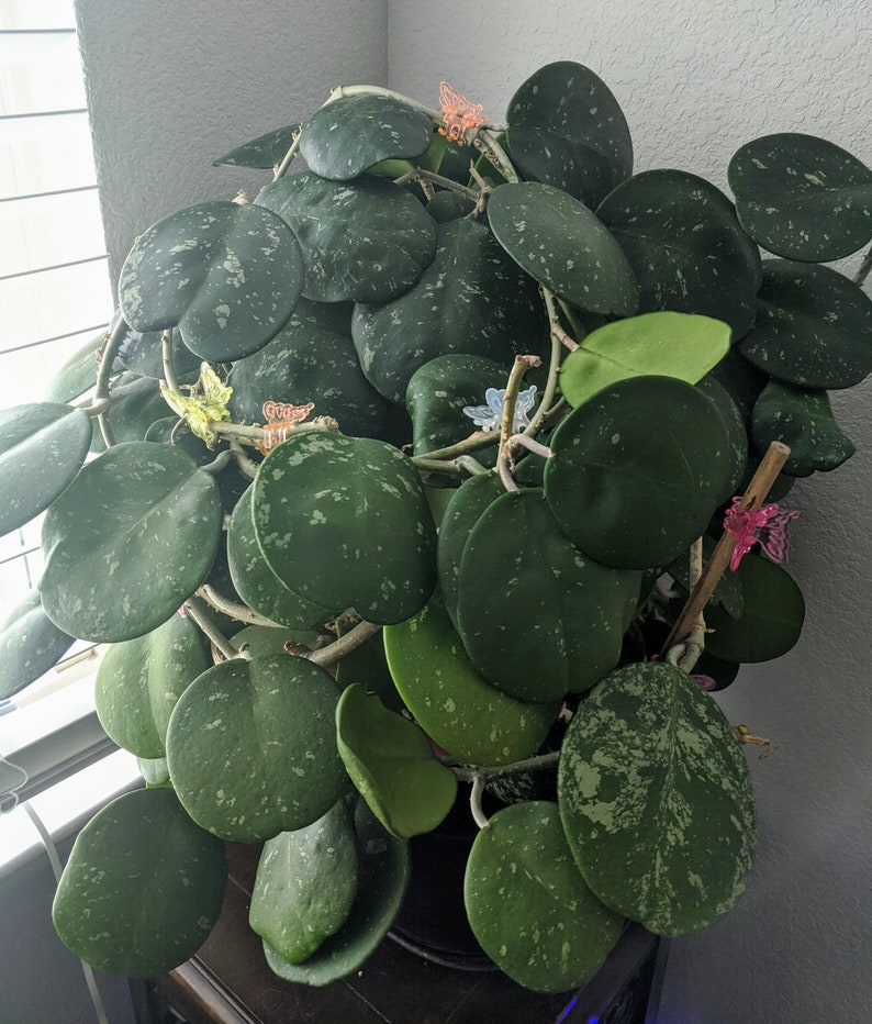 SVELAN Hoya Obovata Plant - Thumbnail 2