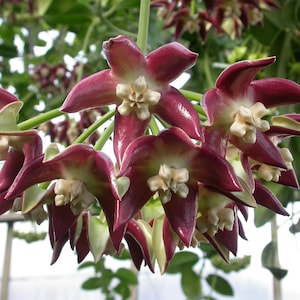 Hoya Imperialis Starter Plants - rare hoya