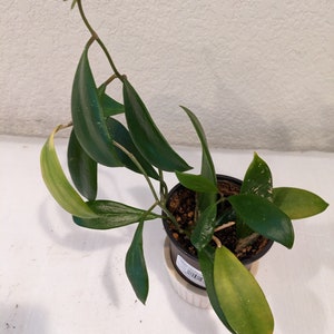 Rare Hoya Verticillata