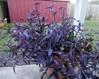 Tradescantia Purple Queen - tradescantia pallida - wandering jew- inch plant