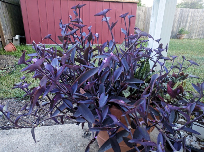 Tradescantia Purple Queen Wandering Jew Plant Etsy