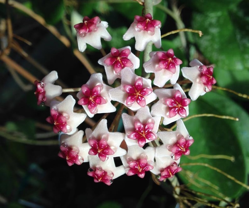 SVELAN Hoya Obovata Plant