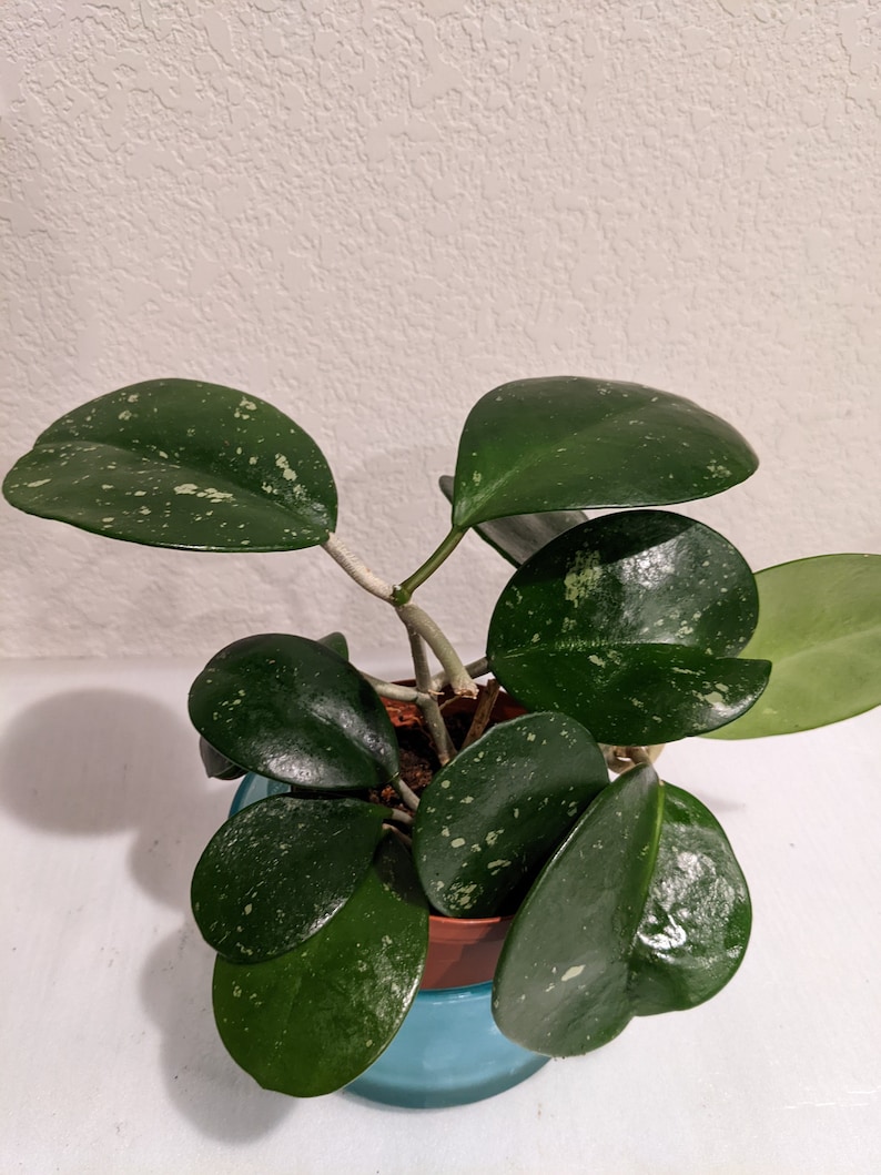 SVELAN Hoya Obovata Plant - Thumbnail 3
