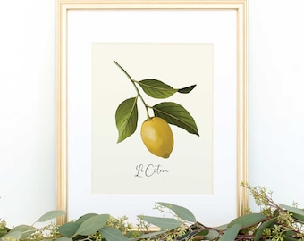 Lemon Branch Watercolor Giclée Print, French Botanical Art