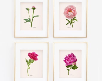 Peony Watercolor Art Prints, Botanical Giclée Set of 4