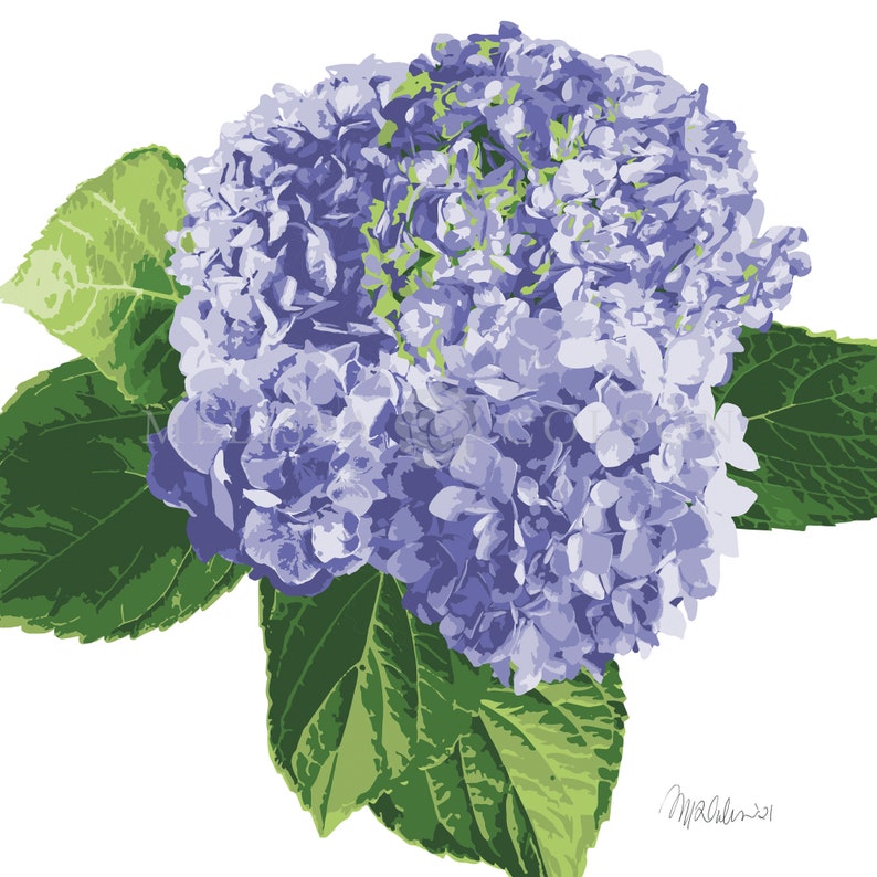 Set of 2-Hydrangea Art Prints-8x10-11x14-16x20-Painting-Wall Art-Green-Very Peri-Purple-Blue-Decor-Garden-Preppy-Botanical-Flowers-Floral image 3