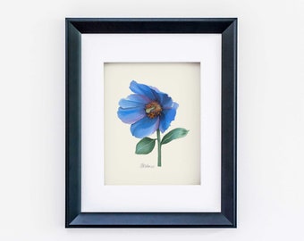Himalayan Blue Poppy Watercolor Art Print, Botanical Giclée
