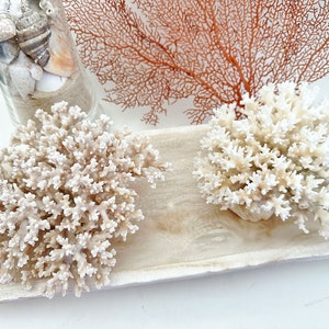 Authentic Lace Coral 6.75 x 6 x 3.5 Inch Cluster Pocillopora Damicornis Coral, Lacy Coral Display Coastal Accent, Wedding Table Decor
