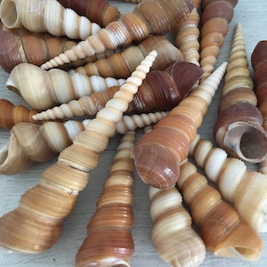 Brown Turritella Shells about 3" [6, 10 PCS], Beach Wedding, Beach Decor, Coastal Decor, DIY Craft Seashells, Ornament Supply, Vase Filler