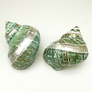 Polished Jade Banded Turbo Seashell [3.5-4&quot;], Beach Decor Weddings, Seashell Decor, DIY Seashell, Hermit Crab