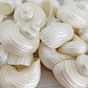 White Pearl Turbo Shell 2~2.25&quot; [3/6/12 PCS], Beach Decor Weddings, Coastal Decor, DIY Seashells, Home Decor, Craft Shells