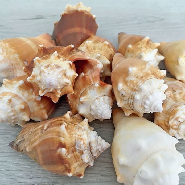 Florida Fighting Conch Seashells 3" [3 Pcs], Florida Strombus Alatus Gulf Coast, Sea Shell Decor, Beach Decor Vase Filler, DIY Craft Supply