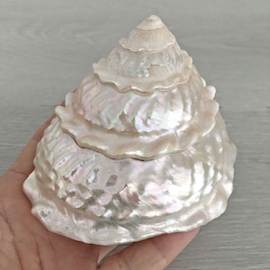 Wavy Top Turbo Shell 3.5&quot; - 4&quot; Trochus Astraea, White Pearlized Turbo Shells, Beach Wedding Decor, Large Seashells, Home Decor