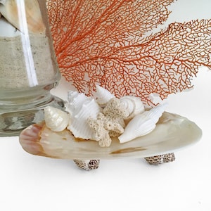 Beach Decor Seashell Coral Trinket Jewelry Dish, Sea Shell Coastal Decor Dish, Decorative Shell Tray, Shell Hostess Gift, Wedding Shell Gift