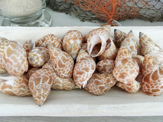 Babylonia Japonica Shells 1.25