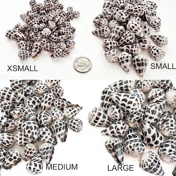 Hebrew Cone Shells Size Options: XS, S, M or Lg, Conus Ebraeus Cone Shells, Black White Spotted Shells, DIY Craft Shells