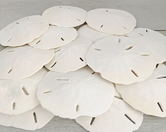 Set of 4 Hanging Sand Dollars 3-3.5 for Beach Wedding Decor Sand Dollars Ornaments Baby Blue Ribbon