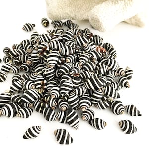 May include: A pile of small, black and white striped seashells. The shells are arranged in a random pattern and are all about the same size.