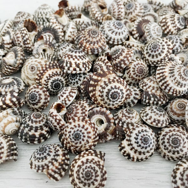 Heliacus Snail Shells [10/20 Shells] | Heliacus Bariegatus | Bulk Shells Black Cream Small Shells | Beach Wedding Decor | DIY Craft Shells