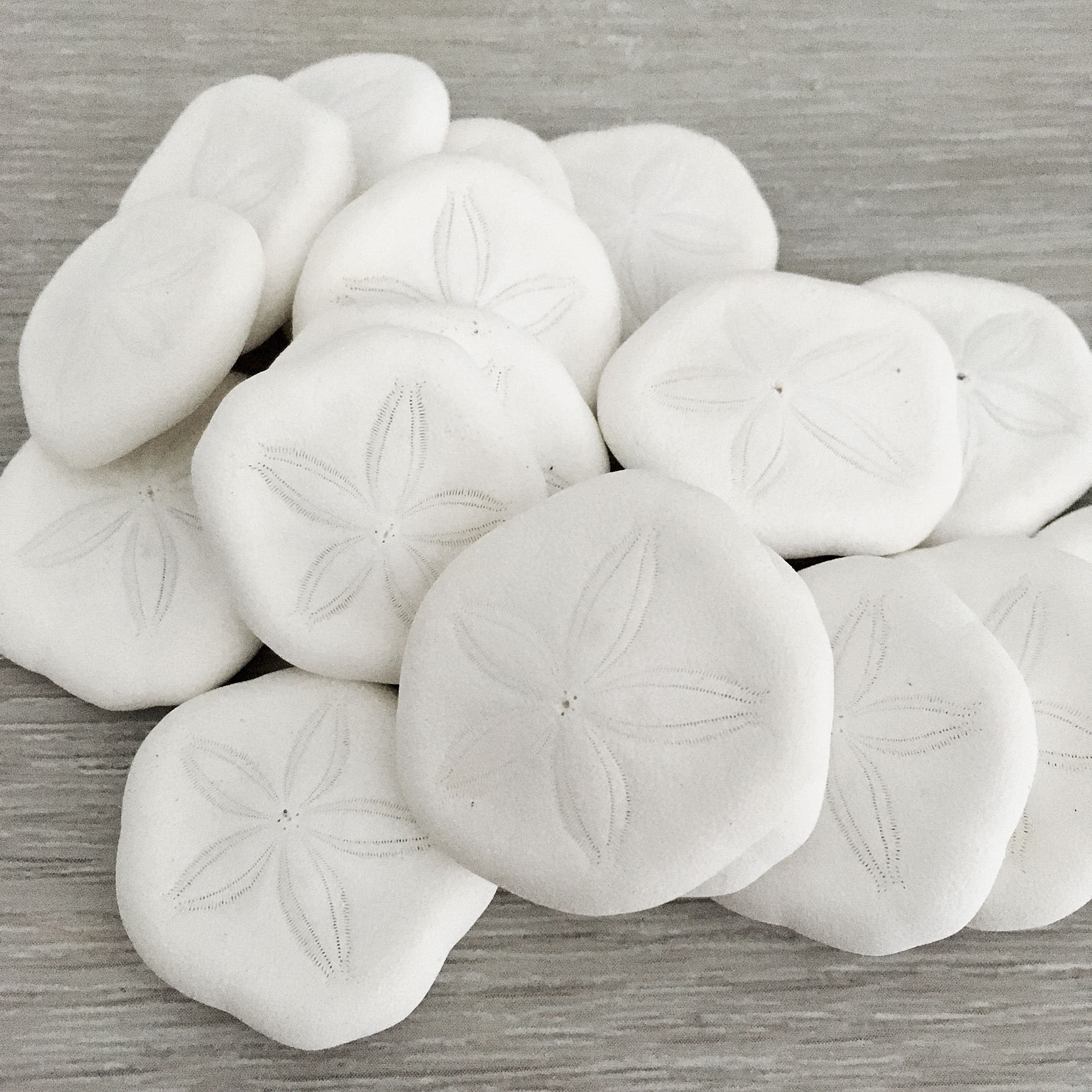 sea-biscuit-1-1-1-4-10-20-50-pcs-sea-cookies-etsy