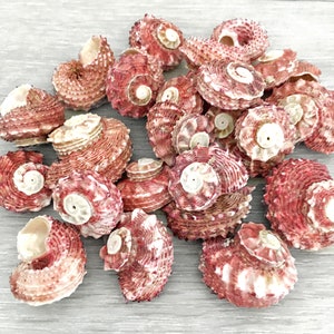 Red Delphinula Shells 1&quot; - 2&quot; [5/10 Pcs] Angaria Delphinula, Beach Wedding Seashells, Beach Decor Delphinula Shells, Crafting Shell Supplies