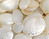 Haliotis Ovina Pearled Abalone Shells 1 - 2 quot 10 30 Pcs Beach Decor Abalone Seashell Beach Wedding Shells Ivory Bulk Craft Seashells