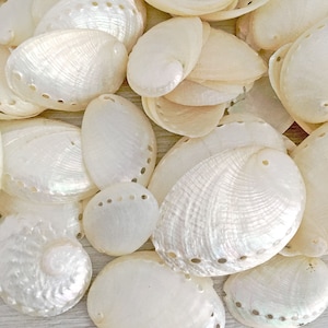 Pearled Abalone Shells [1-2 inch, 10 Pcs] Ivory Beach Wedding Decor, Craft Seashells
