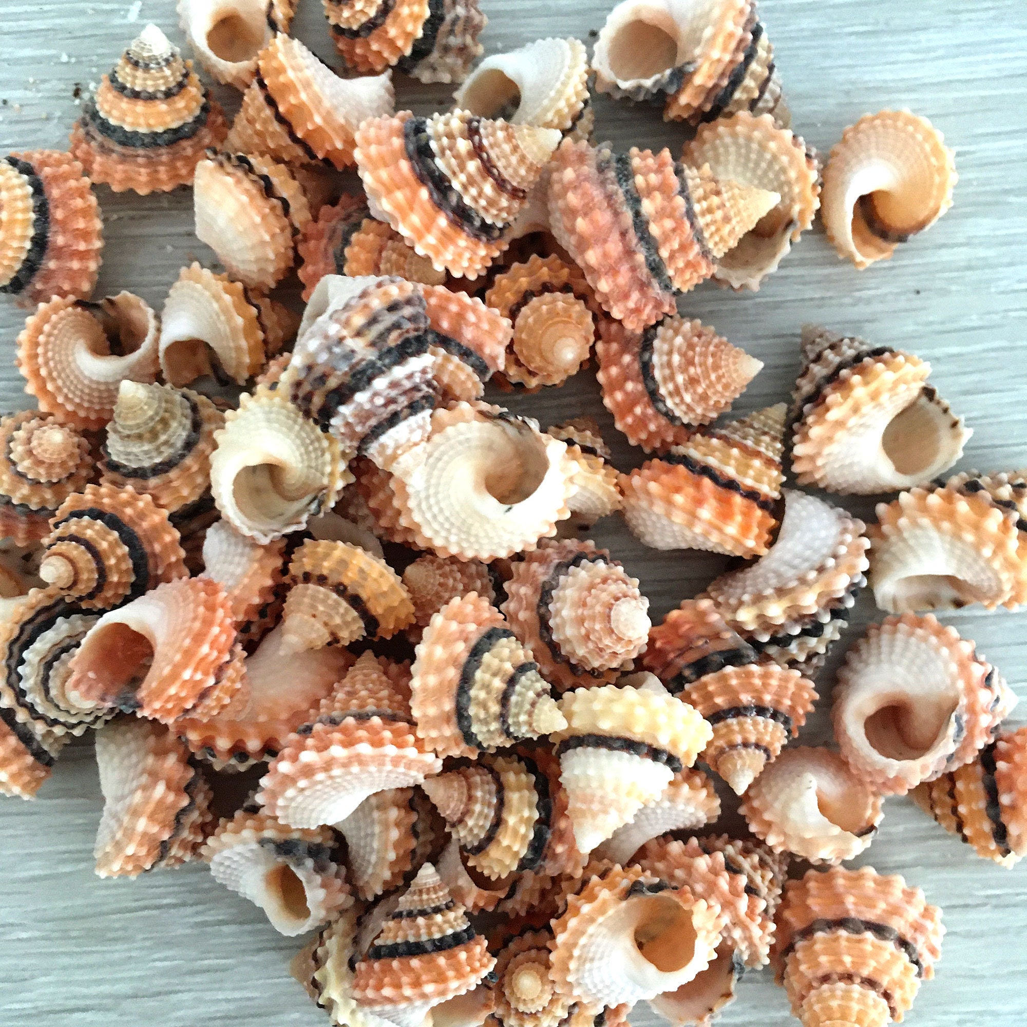 Tectarius Cream Top Seashell 1/2 Small Periwinkle Etsy