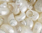 White Pearl Turbo Shells 1.5 - 2 quot 6 12 24 PCS Beach Decor Weddings Seashells Coastal Decor DIY Seashells Home Decor Craft Shells