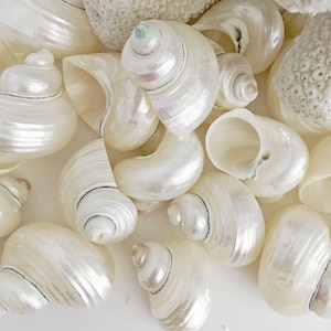 White Pearl Turbo Shells 1.5 - 2&quot; [6/12 PCS] | Beach Decor Weddings | Seashells Coastal Decor | DIY Seashells | Home Decor | Craft Shells