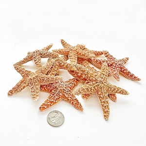 Sugar Starfish Seashells 2 1/2 - 3 1/2&quot; [12 PCS], Craft Sugar Starfish, Beach Wedding Favors, Nautical Decor Sugar Starfish