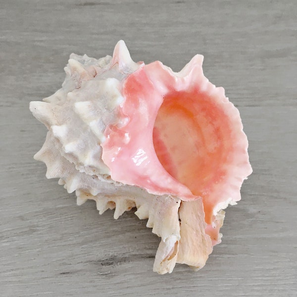 Pink Murex Seashell 4"- 4 3/4" Beach Decor, Pink Mouth Murex Shell, Beach Decor, Nautical Decor, Coastal Decor