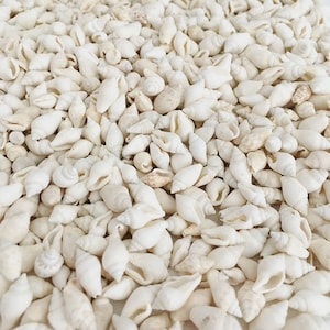 May include: A collection of small, off-white seashells of various shapes and sizes. The shells are densely packed together, creating a textured surface. Some shells have subtle beige or tan markings, adding visual interest. Ideal for beach-themed crafts or decor.