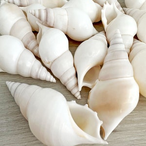 May include: A collection of various white seashells with spiral and conical shapes. The shells have smooth, glossy surfaces and are arranged in a close-up view, showcasing their natural textures and forms. Some shells have subtle beige and purple hues.